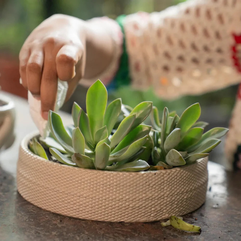 Ulupi Tray